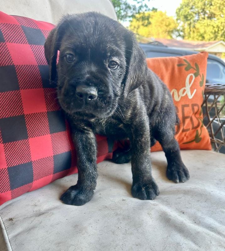 🇮🇹 Boy 🇮🇹