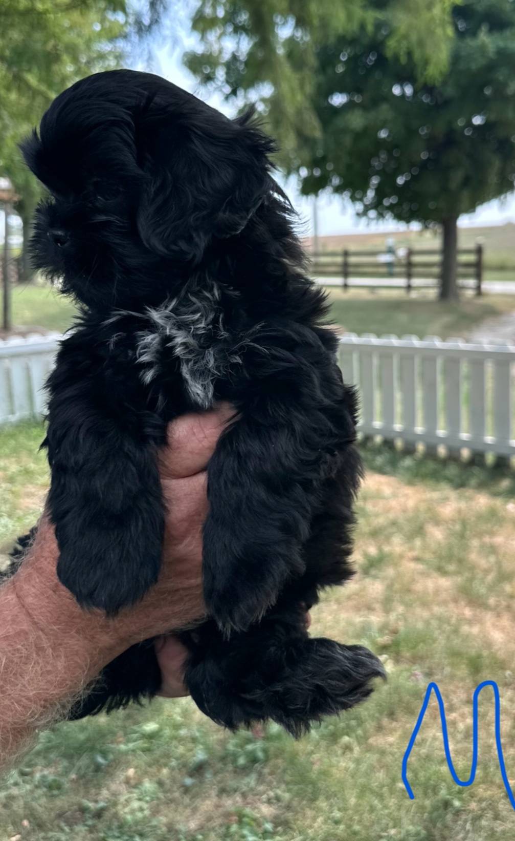 Male 2, a male Shih Tzu for sale in Bosworth, MO – Photo 4 of 6