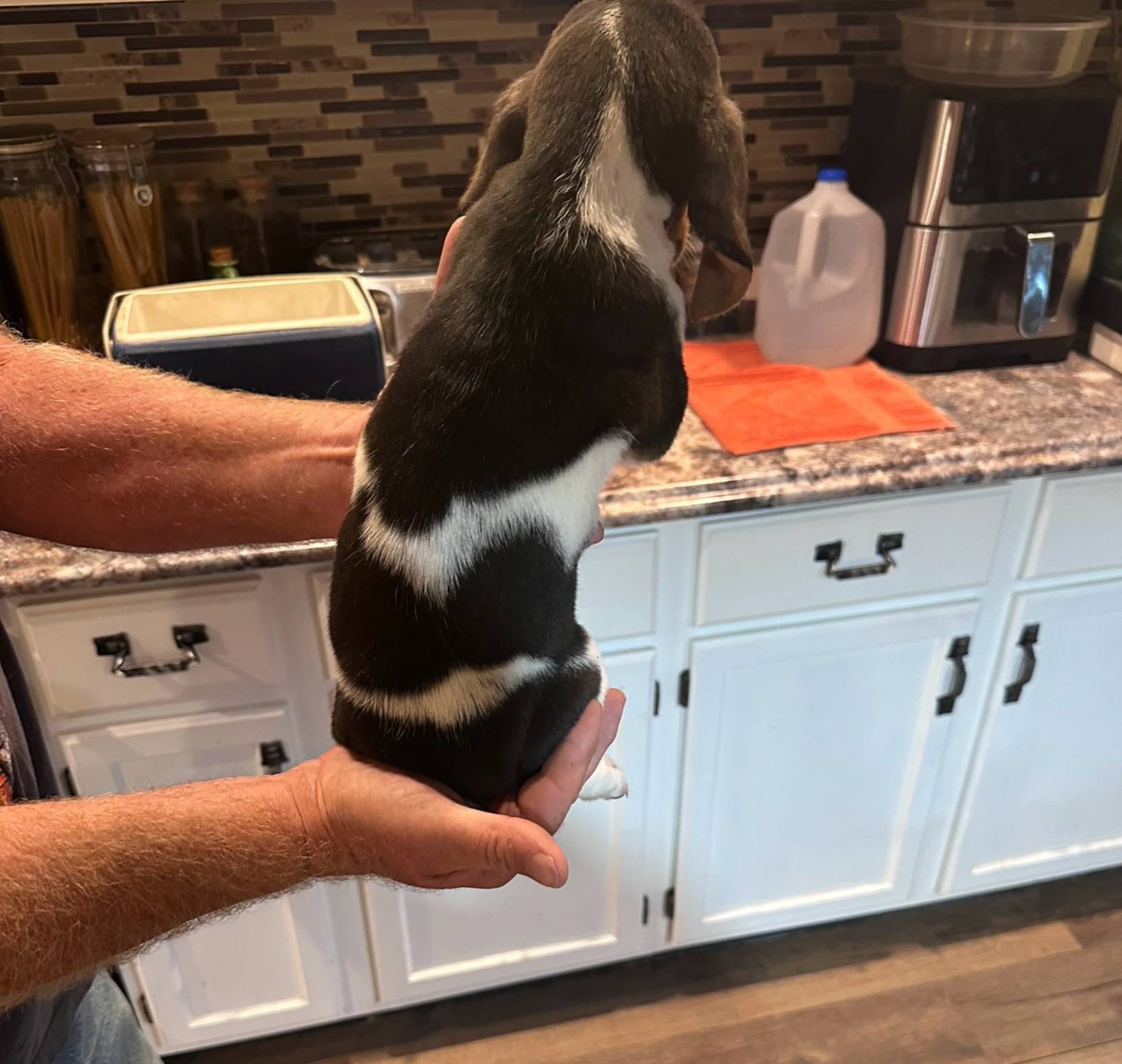 Female 1, a female Basset Hound for sale in Bosworth, MO – Photo 2 of 2