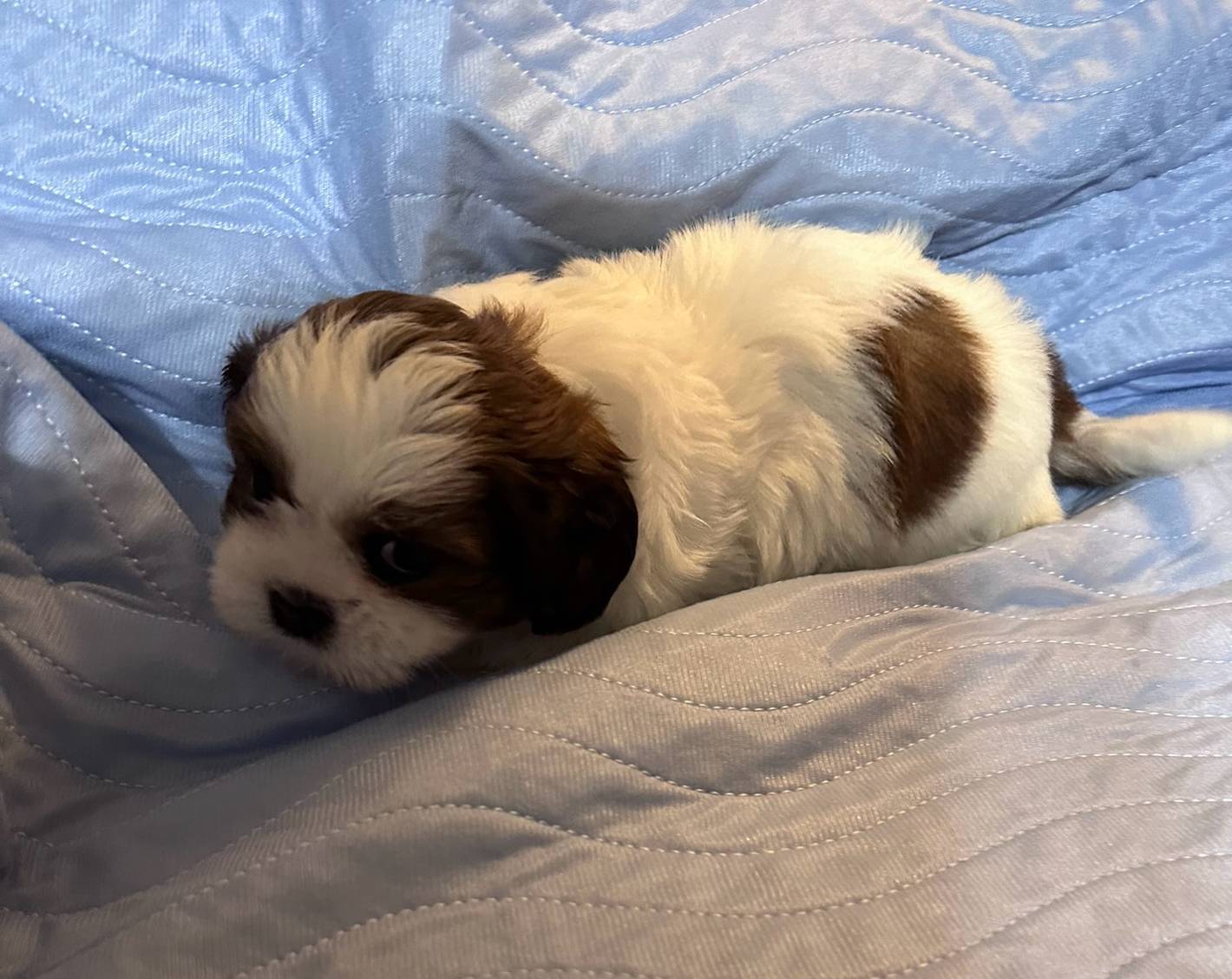 Female 2, a female Shih Tzu for sale in Bosworth, MO – Photo 2 of 3