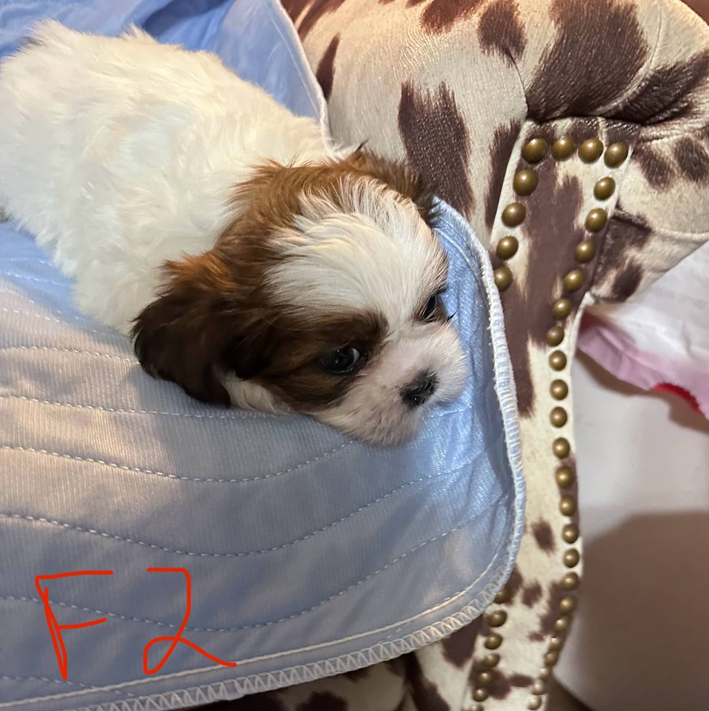 Female 2, a female Shih Tzu for sale in Bosworth, MO – Photo 3 of 3