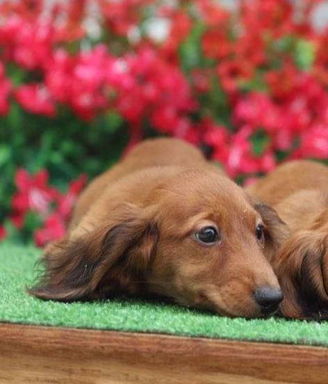 Nugget M Pet only, a male Miniature Dachshund for sale in Elysian, MN – Photo 3 of 4