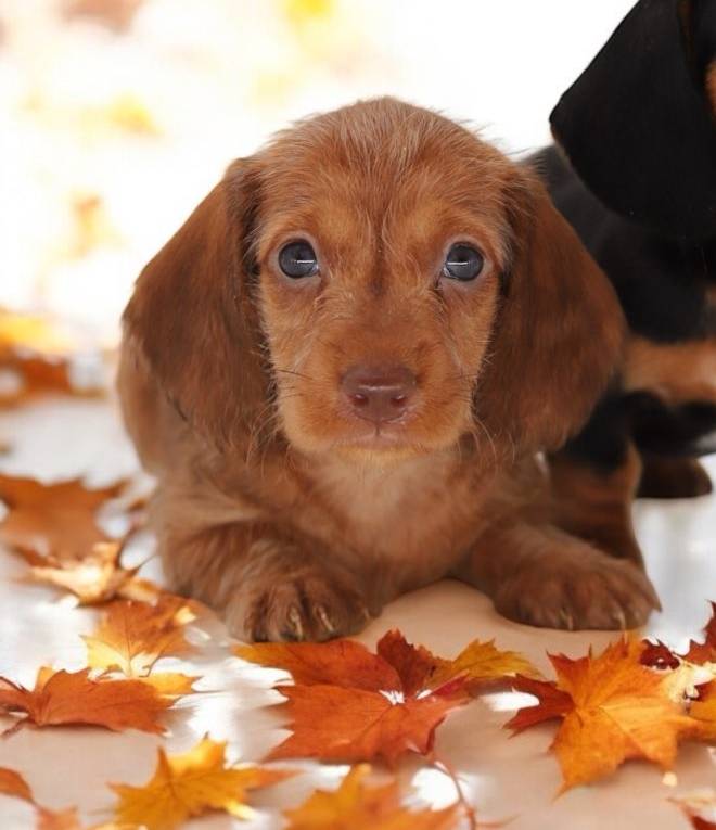 Pixi/Fame M1, a male Miniature Dachshund for sale in Elysian, MN – Photo 4 of 6