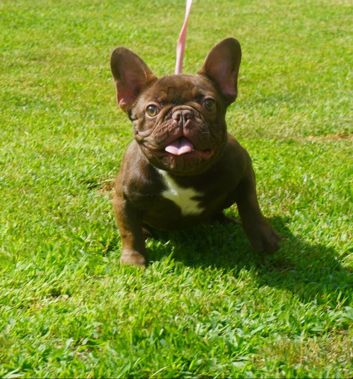 AKC Brownie, a female French Bulldog for sale in Plainfield, NJ – Photo 2 of 6