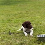 Tango M, a male German Shorthaired Pointer for sale in Waterville, MN – Photo 1 of 2