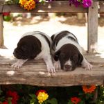 Tango M, a male German Shorthaired Pointer for sale in Waterville, MN – Photo 2 of 2