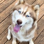Abella, a female Siberian Husky for sale in Knoxville, TN – Photo 1 of 8