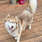 Abella, a female Siberian Husky for sale in Knoxville, TN – Photo 6 of 8