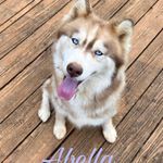 Abella, a female Siberian Husky for sale in Knoxville, TN – Photo 4 of 8