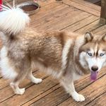 Abella, a female Siberian Husky for sale in Knoxville, TN – Photo 5 of 8