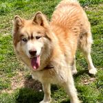 Abella, a female Siberian Husky for sale in Knoxville, TN – Photo 8 of 8