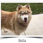 Abella, a female Siberian Husky for sale in Knoxville, TN – Photo 7 of 8