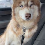 Abella, a female Siberian Husky for sale in Knoxville, TN – Photo 2 of 8