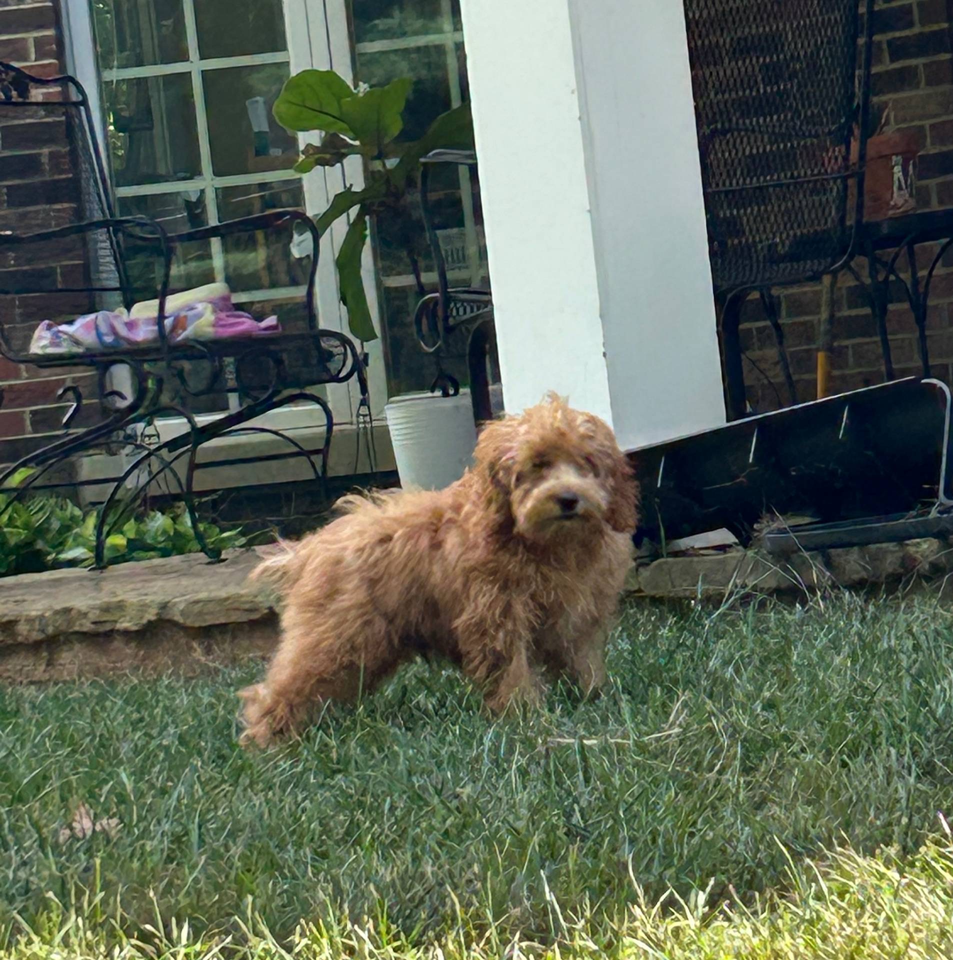Weller, a male Cockapoo for sale in Lexington, KY – Photo 6 of 7