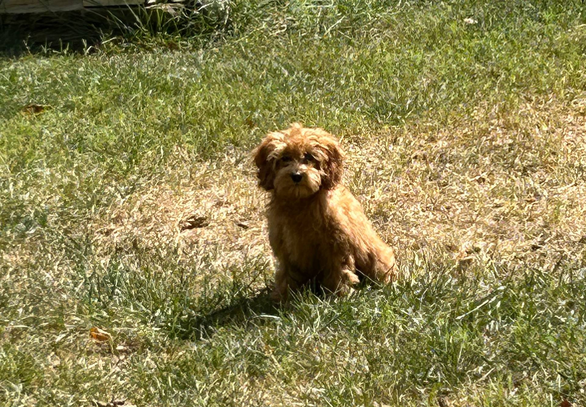 Weller, a male Cockapoo for sale in Lexington, KY – Photo 7 of 7