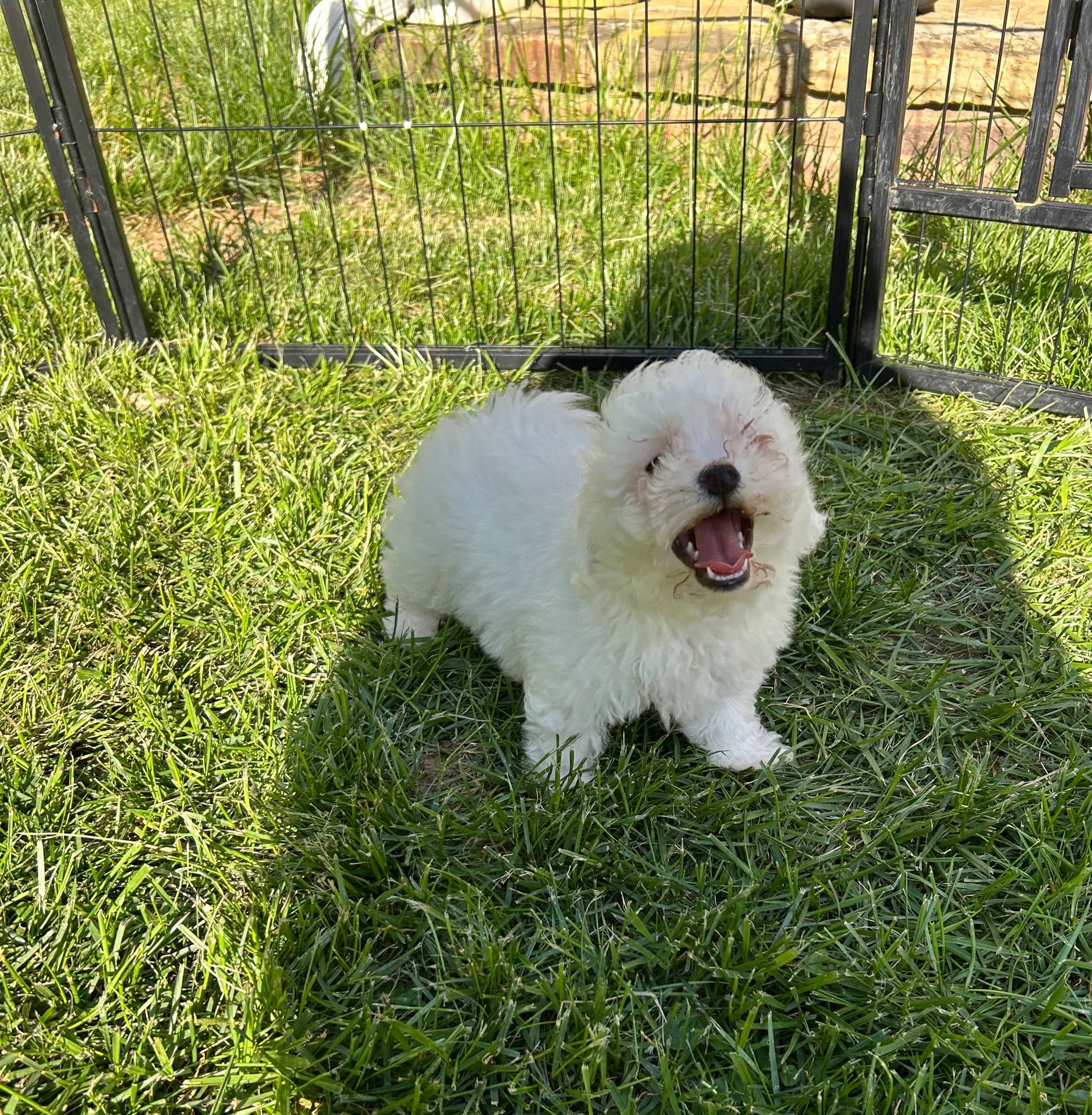 Minnie, a female Bichon Frise for sale in Lexington, KY – Photo 5 of 5