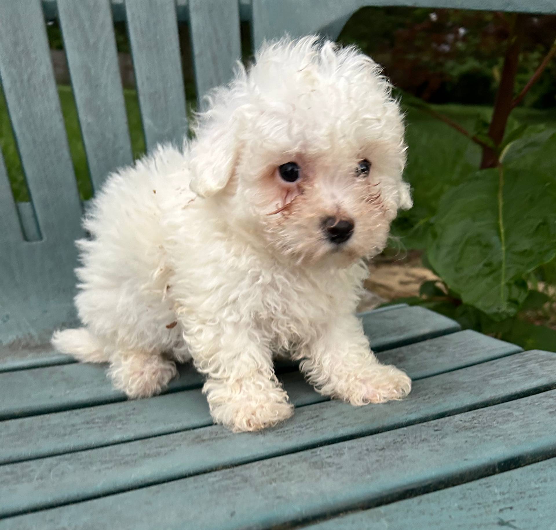 Minnie, a female Bichon Frise for sale in Lexington, KY – Photo 4 of 5