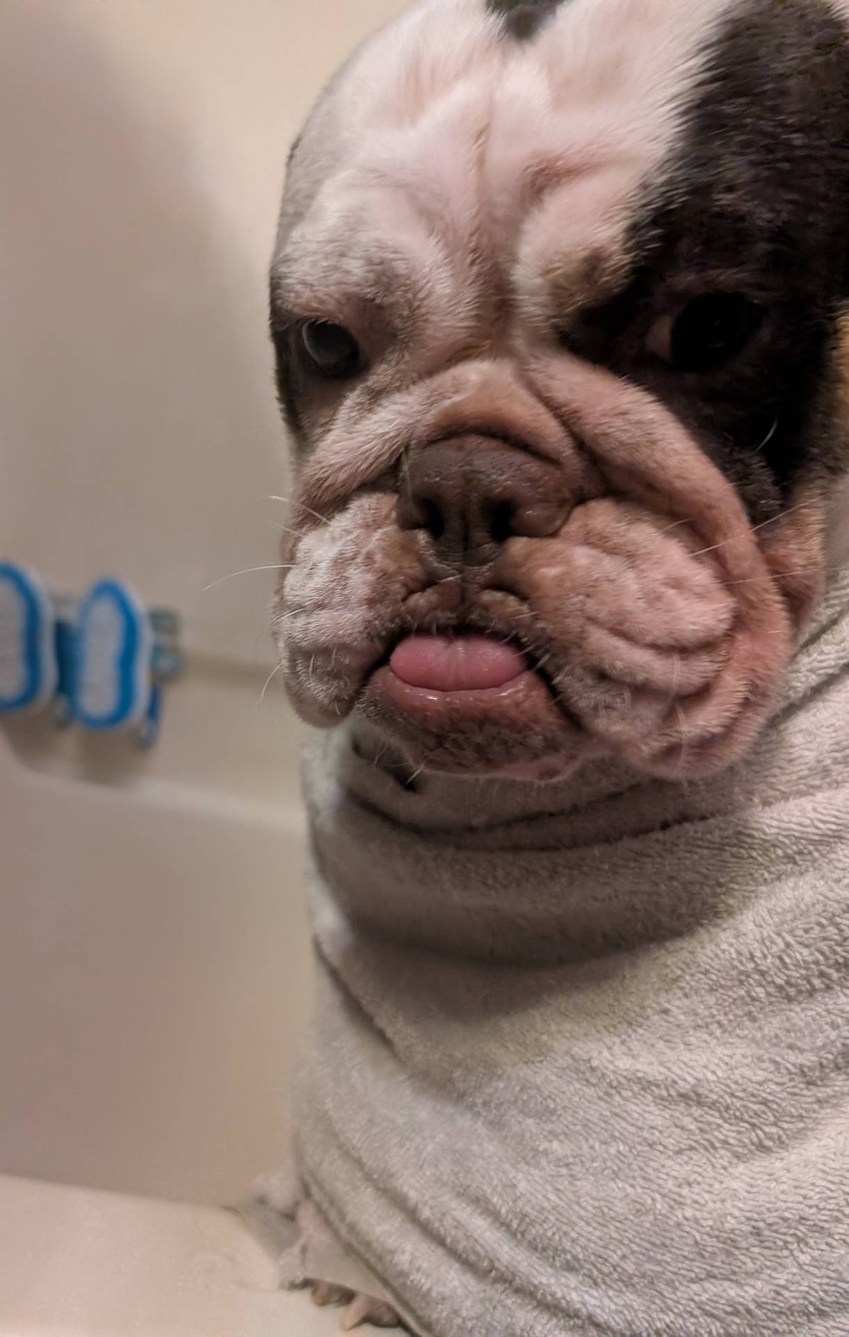 Rune – English Bulldog puppy for sale in Raleigh, NC