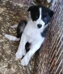 Jake, a male Border Collie for sale in Prairie du Chien, WI – Photo 2 of 10