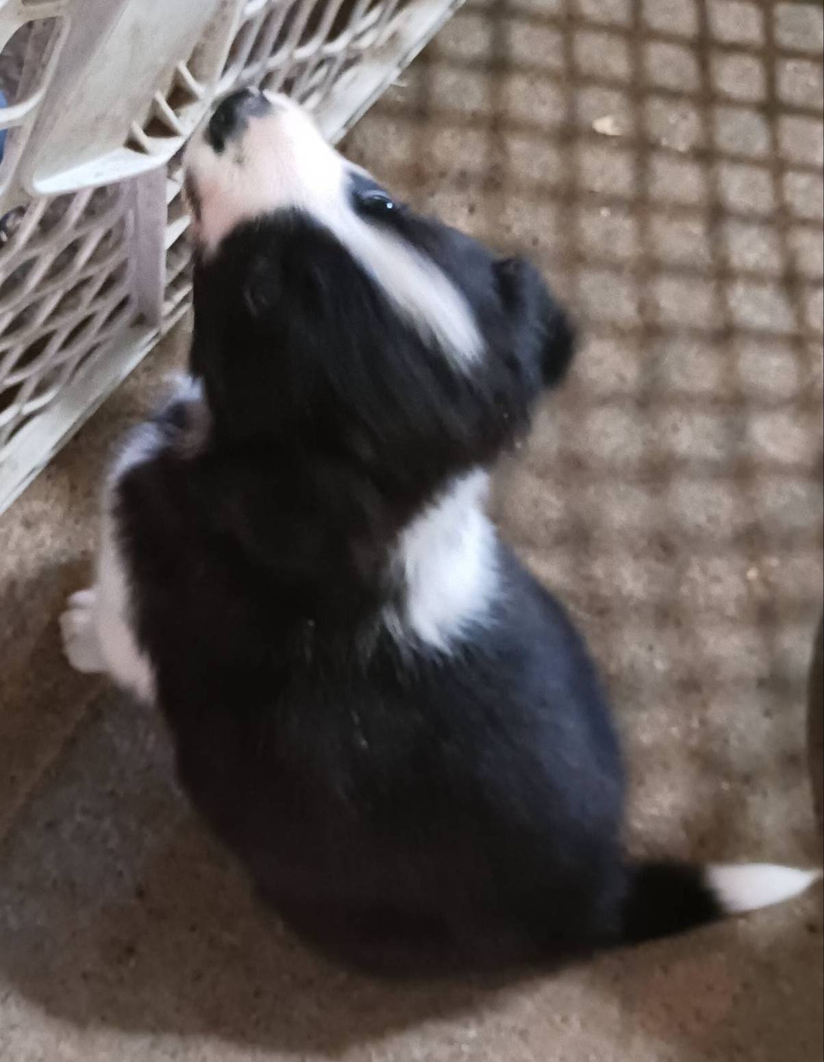 Jake, a male Border Collie for sale in Prairie du Chien, WI – Photo 7 of 10