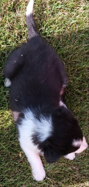 Jake, a male Border Collie for sale in Prairie du Chien, WI – Photo 9 of 10