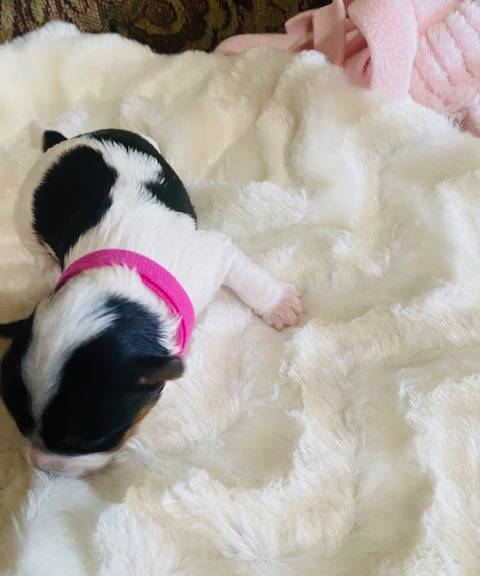 AKC Biewer (Fusha Collar)), a female Biewer for sale in Fresno, CA – Photo 4 of 6