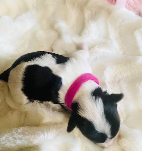 AKC Biewer (Fusha Collar)), a female Biewer for sale in Fresno, CA – Photo 5 of 6