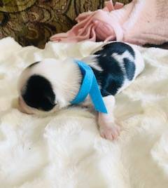 AKC Biewer (Blue Collar), a male Biewer for sale in Fresno, CA – Photo 5 of 5