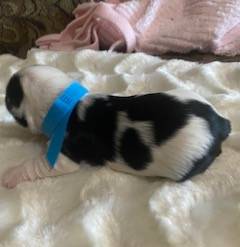 AKC Biewer (Blue Collar), a male Biewer for sale in Fresno, CA – Photo 4 of 5