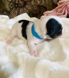 AKC Biewer (Blue Collar), a male Biewer for sale in Fresno, CA – Photo 3 of 5