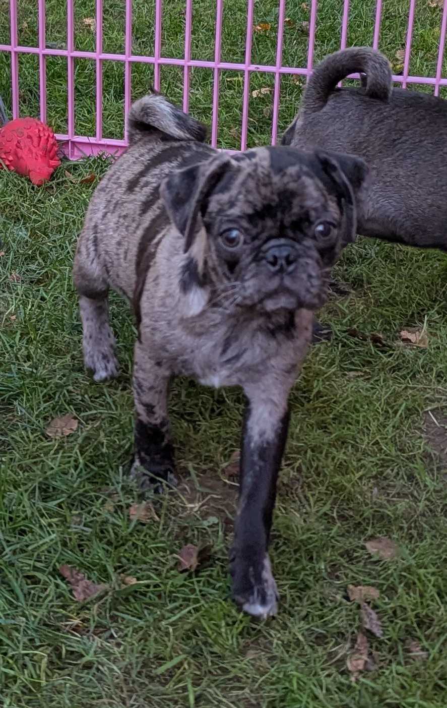 Black Merle male is a Pug puppy for sale in Vermilion, OH