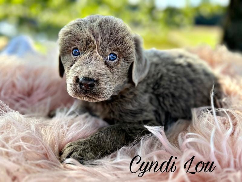 Cyndi  Lou