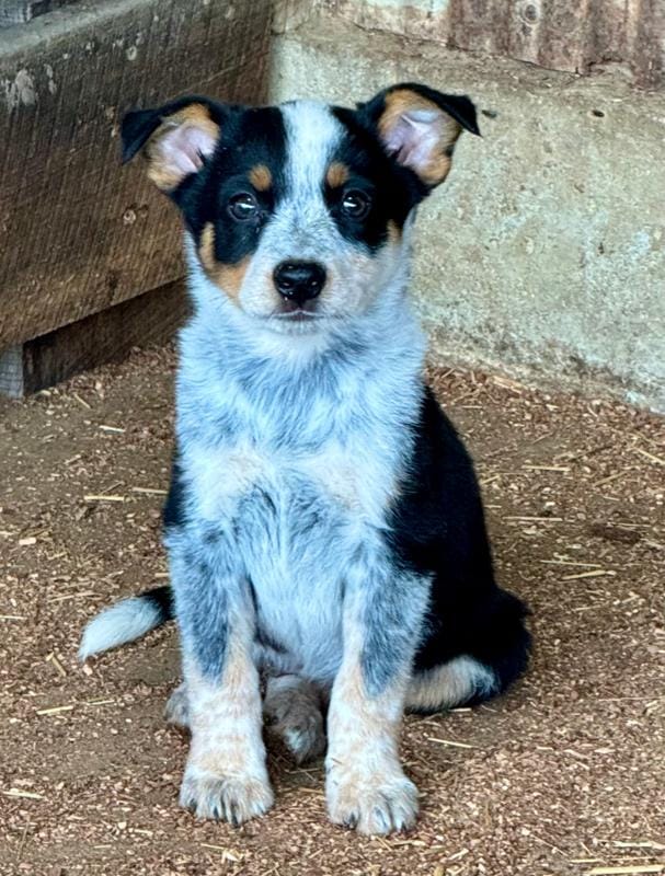 Mini Aussie Heeler Females