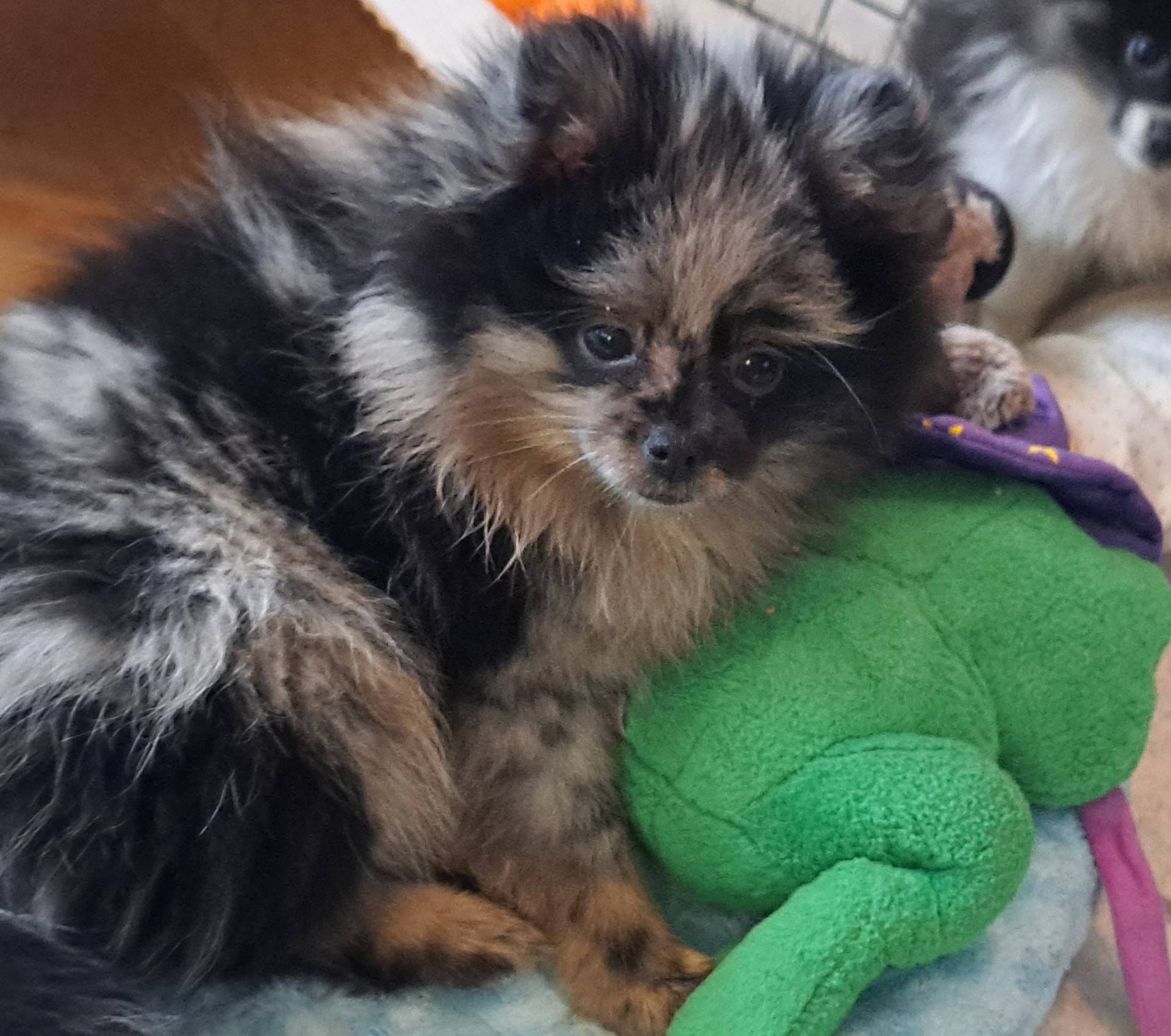 Berto AKC merle, a male Pomeranian for sale in Phelan, CA – Photo 2 of 10