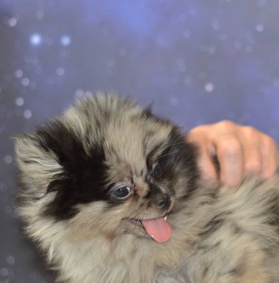 Berto AKC merle, a male Pomeranian for sale in Phelan, CA – Photo 6 of 10