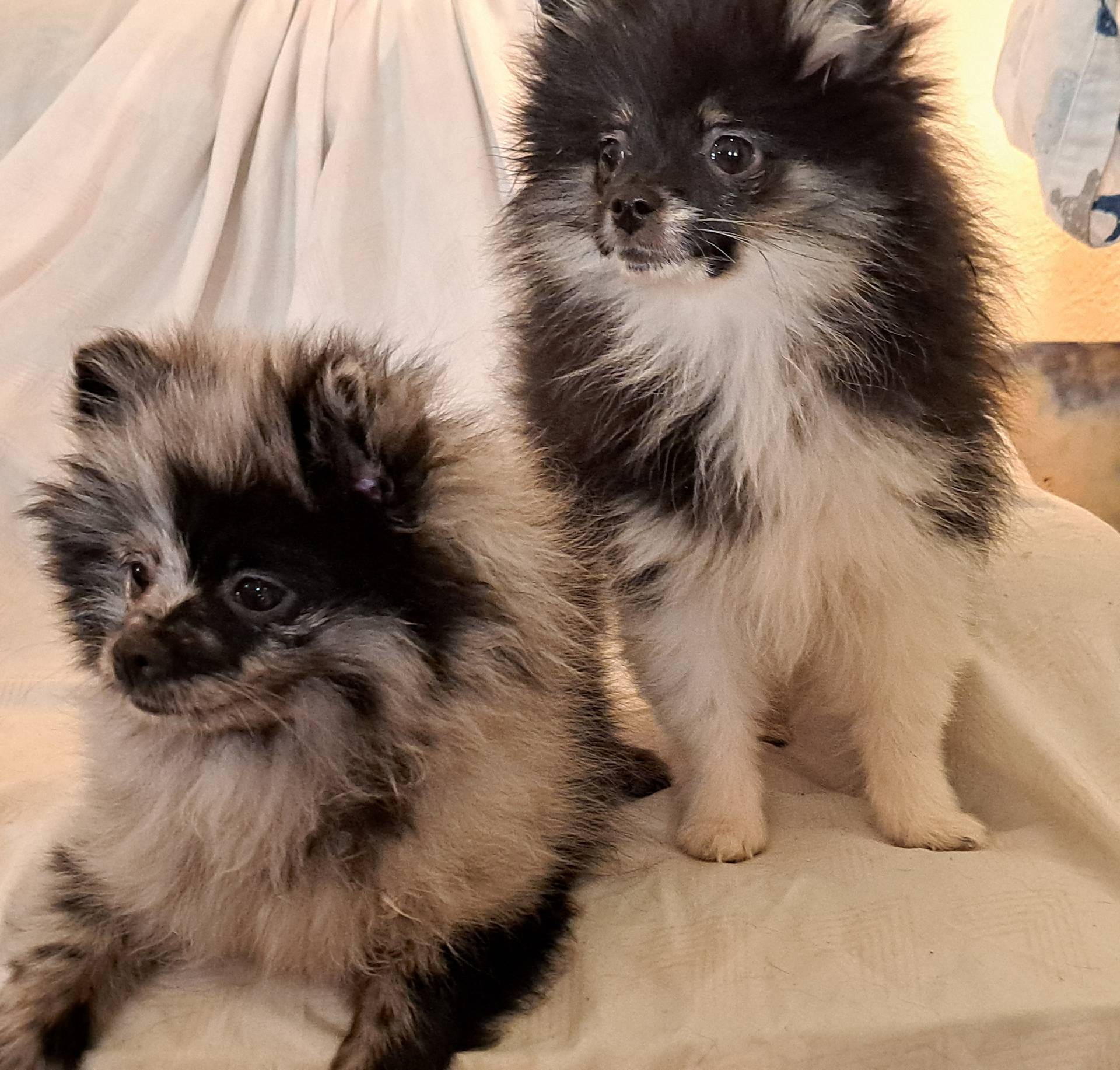 Buffalo parti AKC little lion!, a male Pomeranian for sale in Phelan, CA – Photo 5 of 10