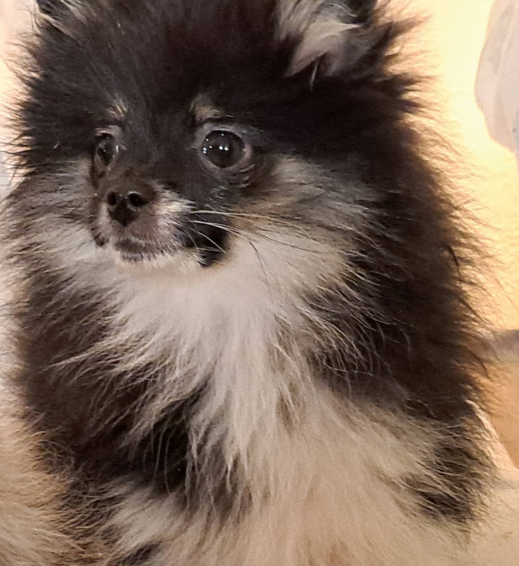 Buffalo parti AKC little lion!, a male Pomeranian for sale in Phelan, CA – Photo 10 of 10