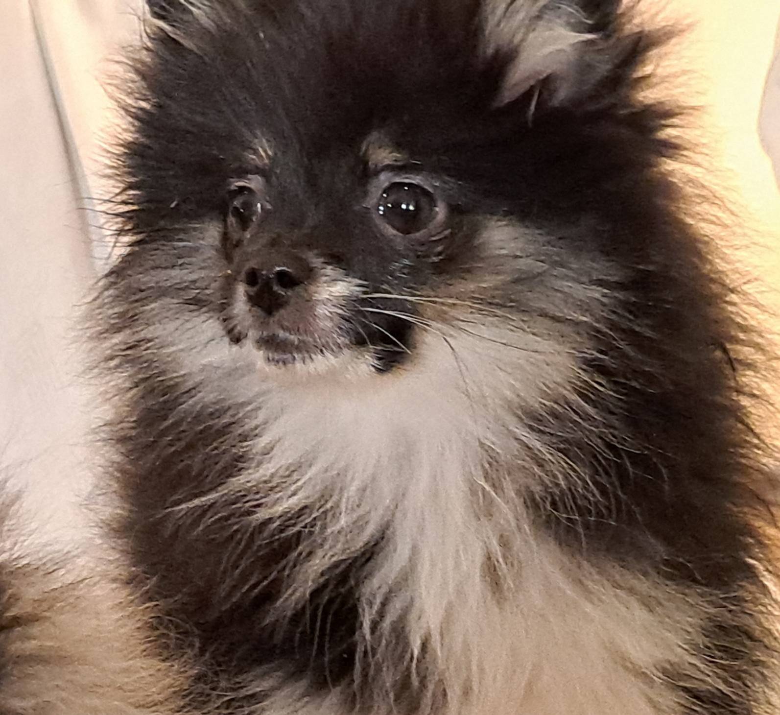 Buffalo parti AKC little lion!, a male Pomeranian for sale in Phelan, CA – Photo 3 of 10