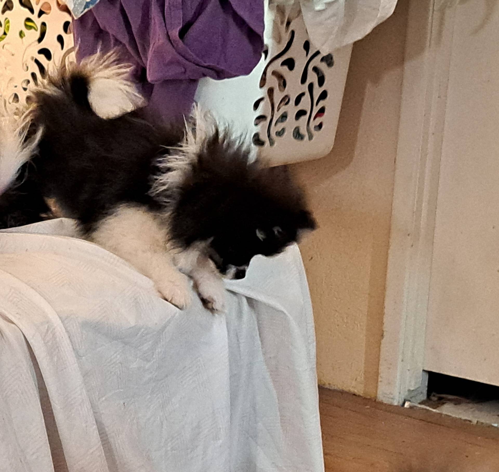 Miss Beanz AKC tiny pet, a female Pomeranian for sale in Phelan, CA – Photo 6 of 7