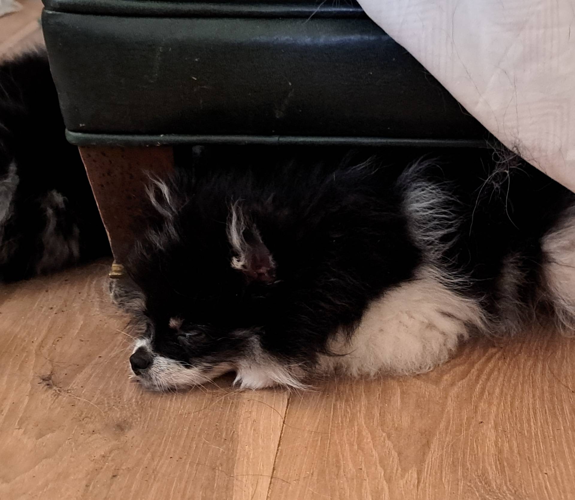 Miss Beanz AKC tiny pet, a female Pomeranian for sale in Phelan, CA – Photo 7 of 7