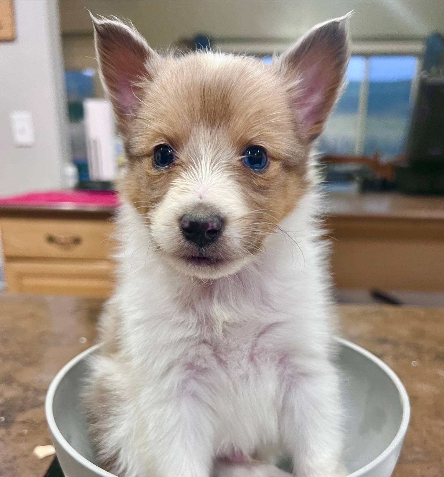 Cola, Sable Merle Blue Eye, a male Shetland Sheepdog for sale in Spanish Fork, UT – Photo 5 of 8