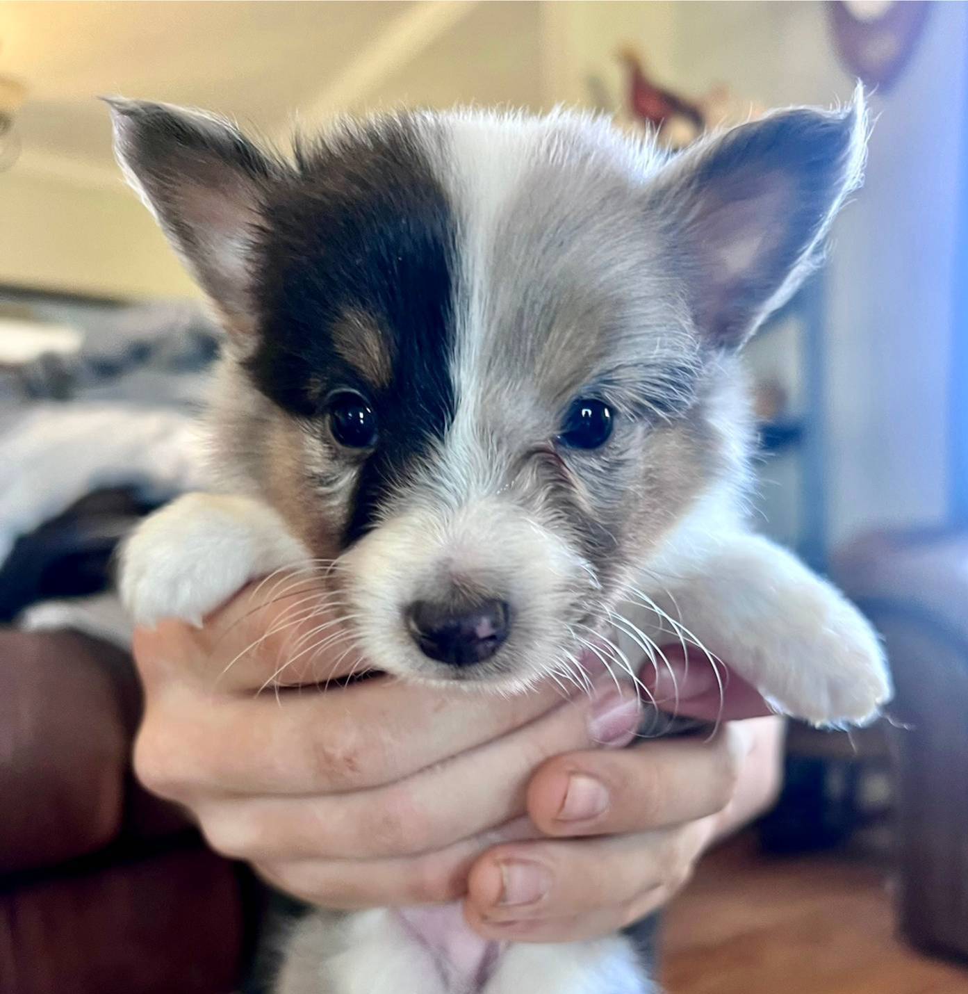 S'more Blue Tri Boy, a male Shetland Sheepdog for sale in Spanish Fork, UT – Photo 2 of 10
