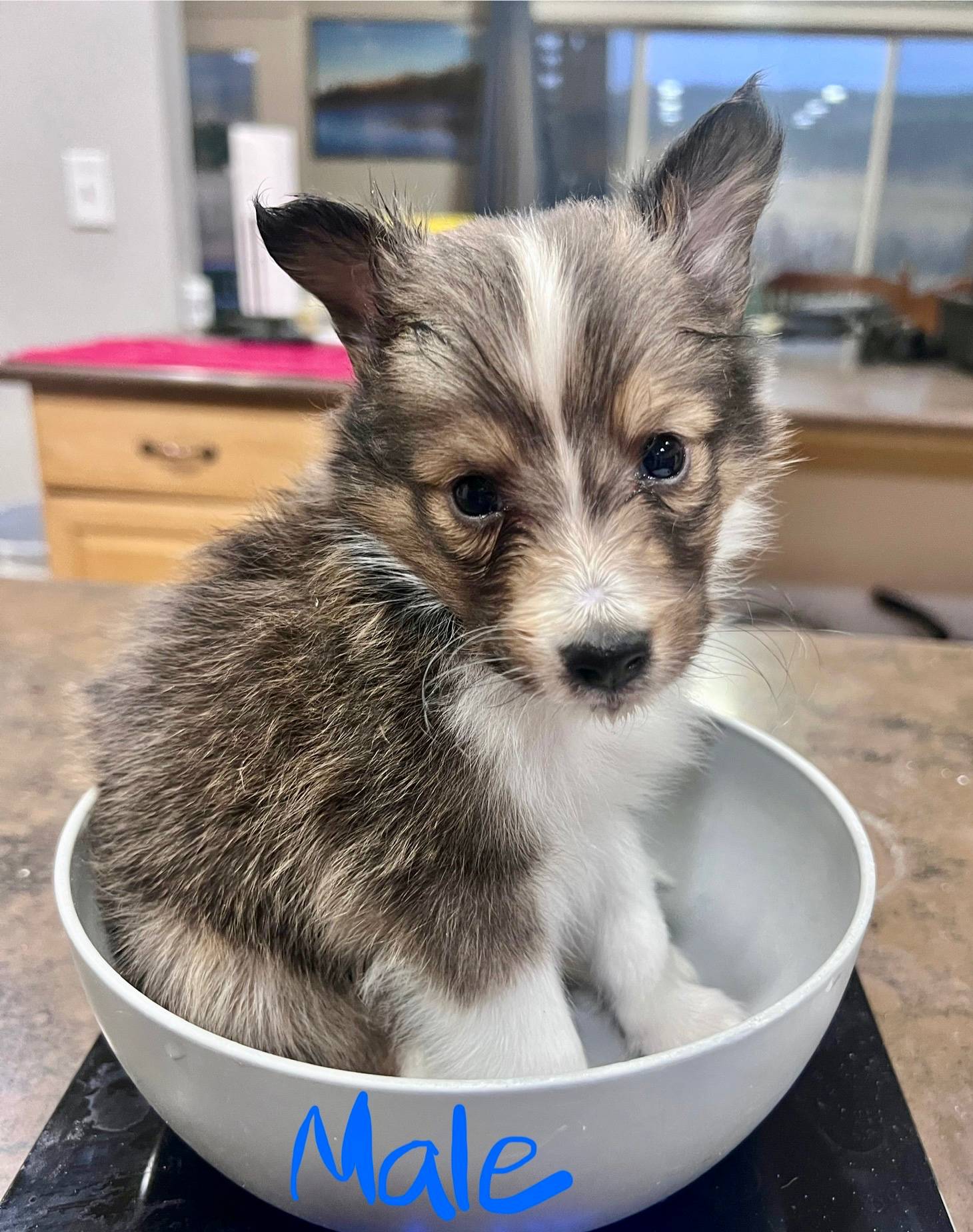 Lemonade, Small Sable Male, a male Shetland Sheepdog for sale in Spanish Fork, UT – Photo 6 of 10