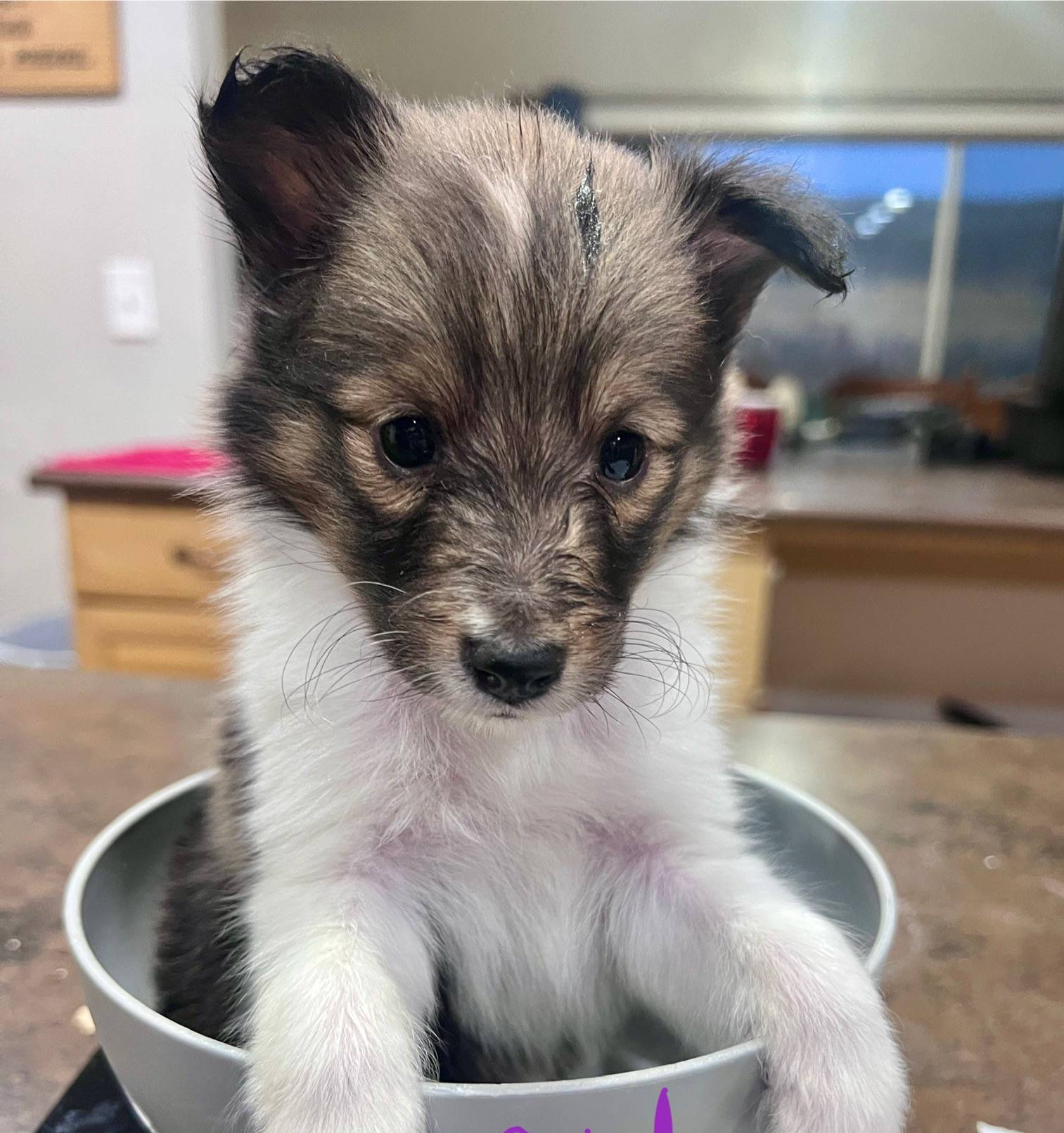 Popsicle, Small Sable Girl, a female Shetland Sheepdog for sale in Spanish Fork, UT – Photo 6 of 10