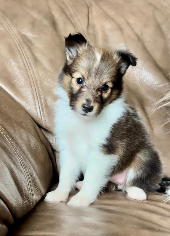 Popsicle, Small Sable Girl