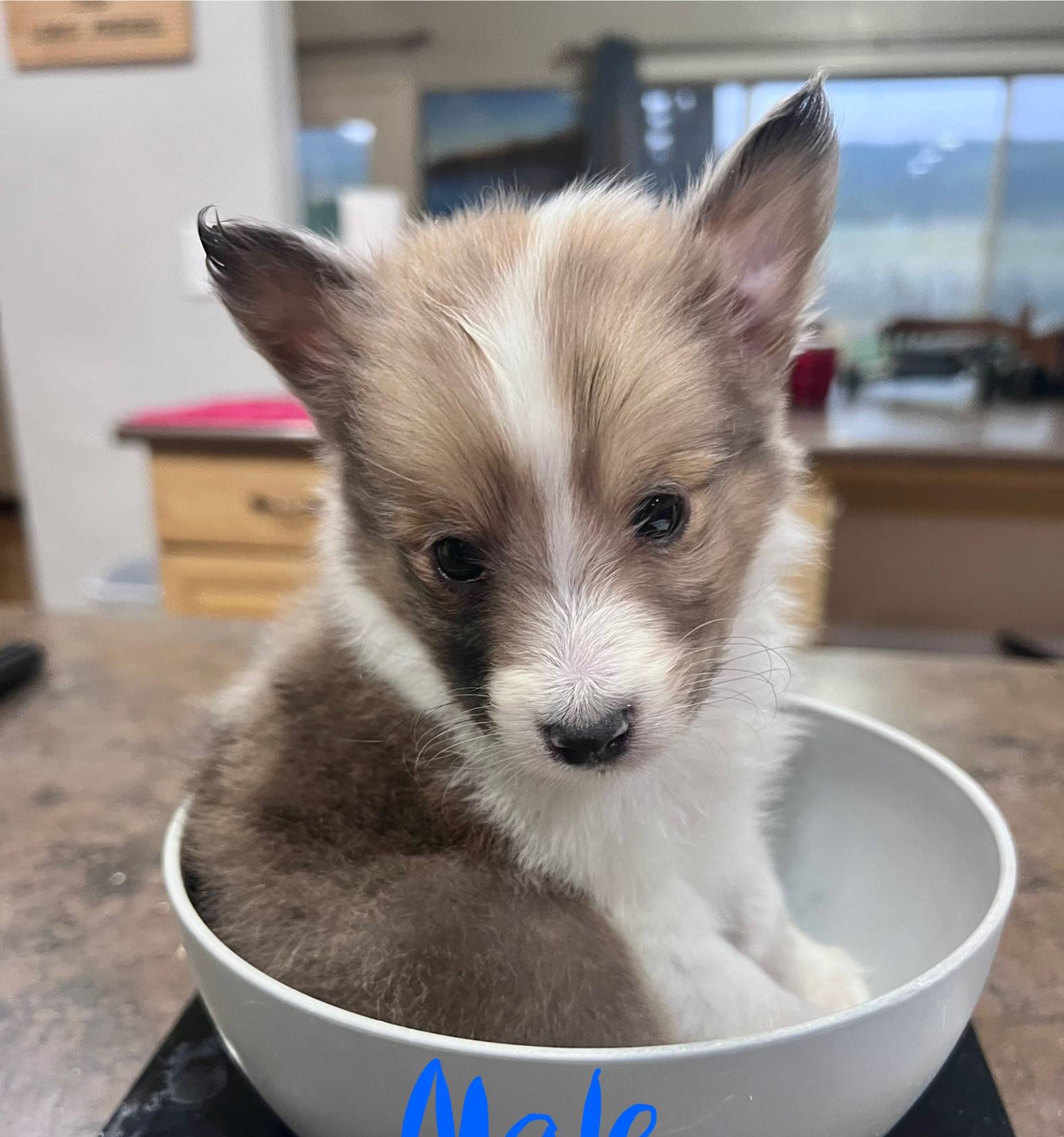 Marshmallow, Small Sable Merle, a male Shetland Sheepdog for sale in Spanish Fork, UT – Photo 5 of 8
