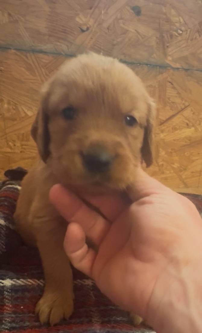 Lucy – Golden Retriever puppy for sale in Corning, AR