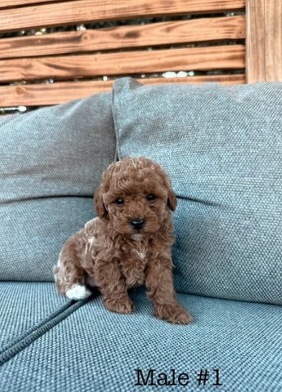 Teacup Poodle Male #1