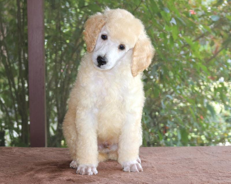 AKC CH BUDDY Clearing White