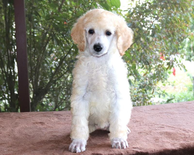 AKC CH LUNA Clearing White